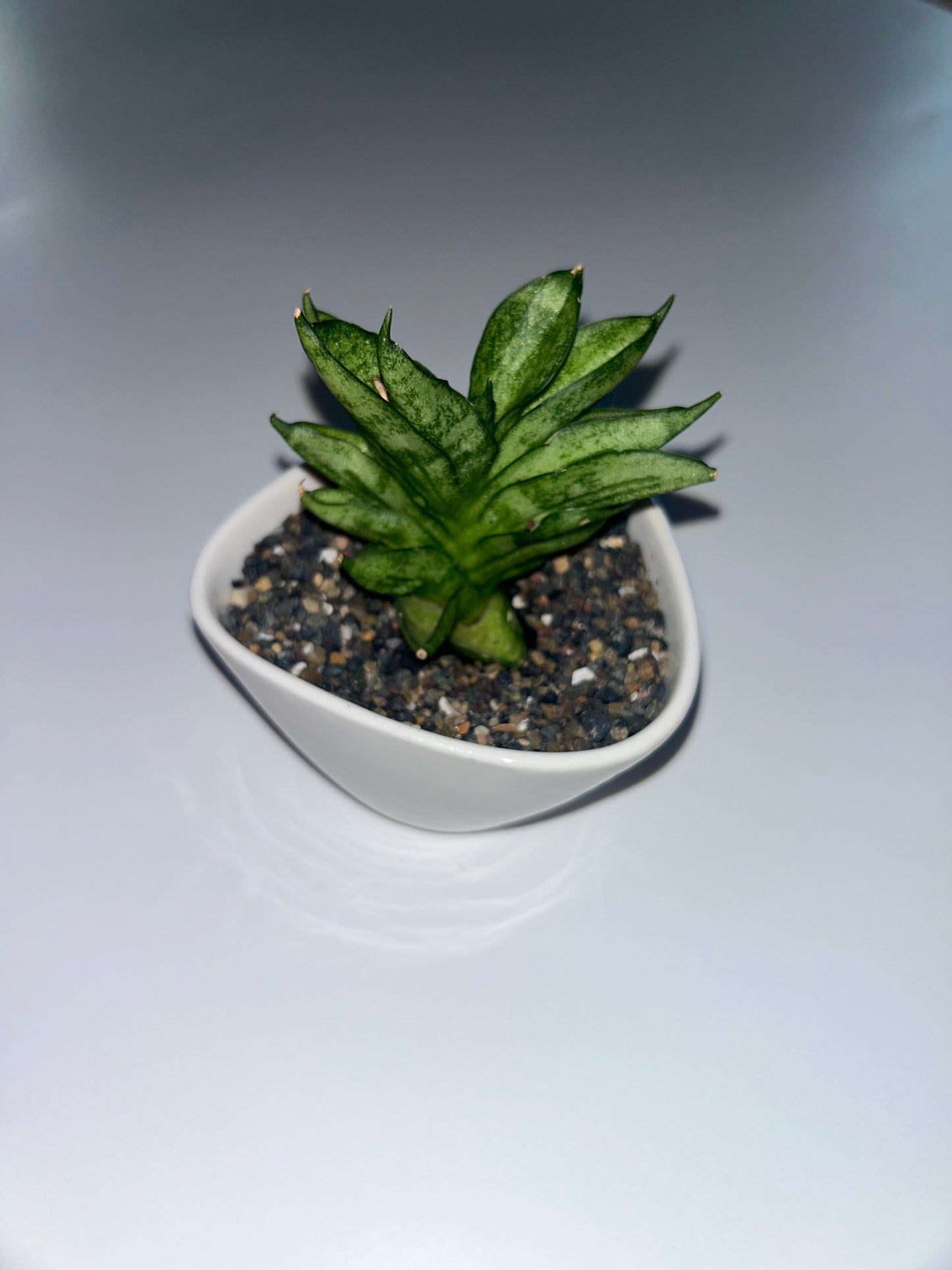 Rare Succulent Sansevieria Bocel Dwarf With Ceramic 2in Pot