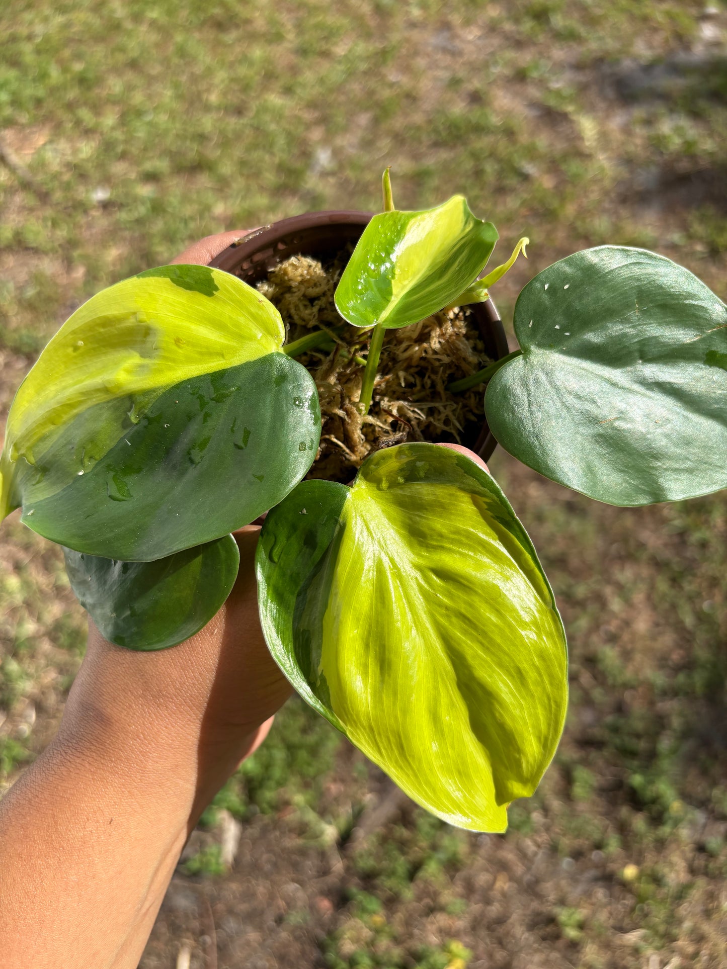 Philodendron Brasil: Nature's Splash of Green and Gold (Starter)