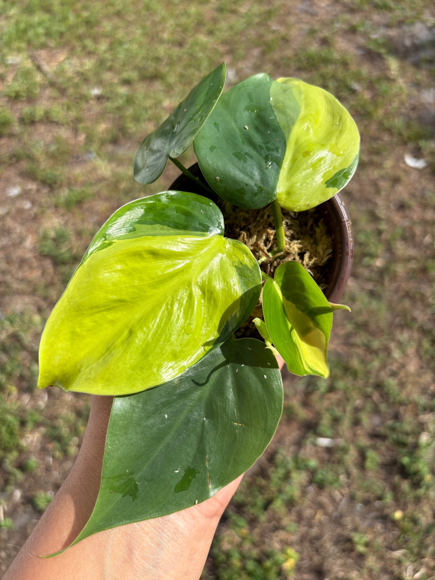 Philodendron Brasil: Nature's Splash of Green and Gold (Starter)