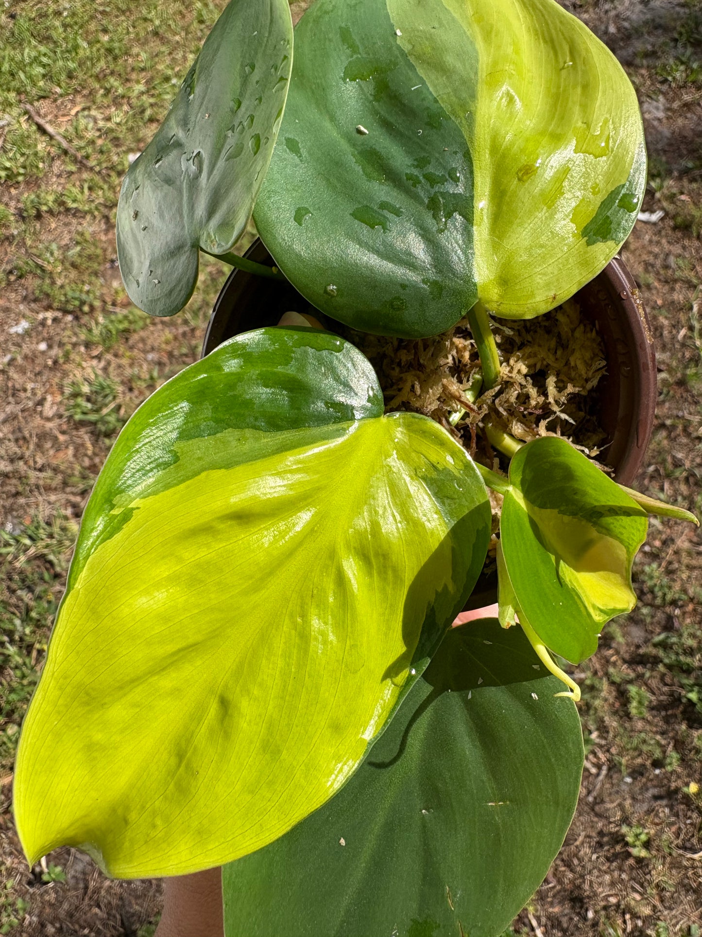 Philodendron Brasil: Nature's Splash of Green and Gold (Starter)