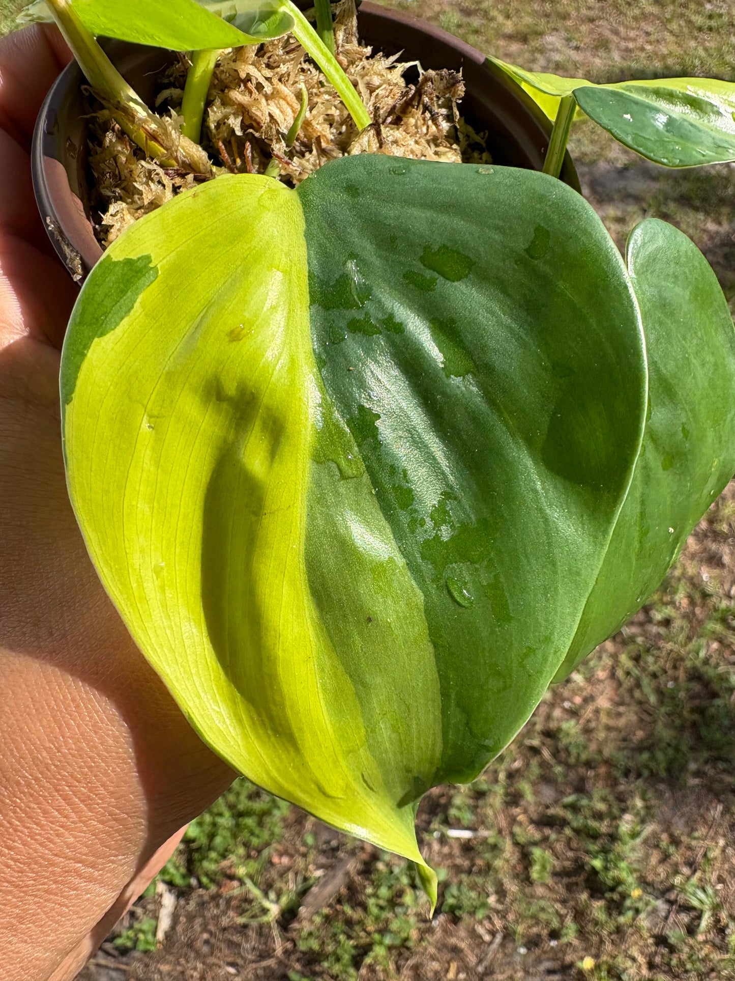 Philodendron Brasil: Nature's Splash of Green and Gold (Starter)