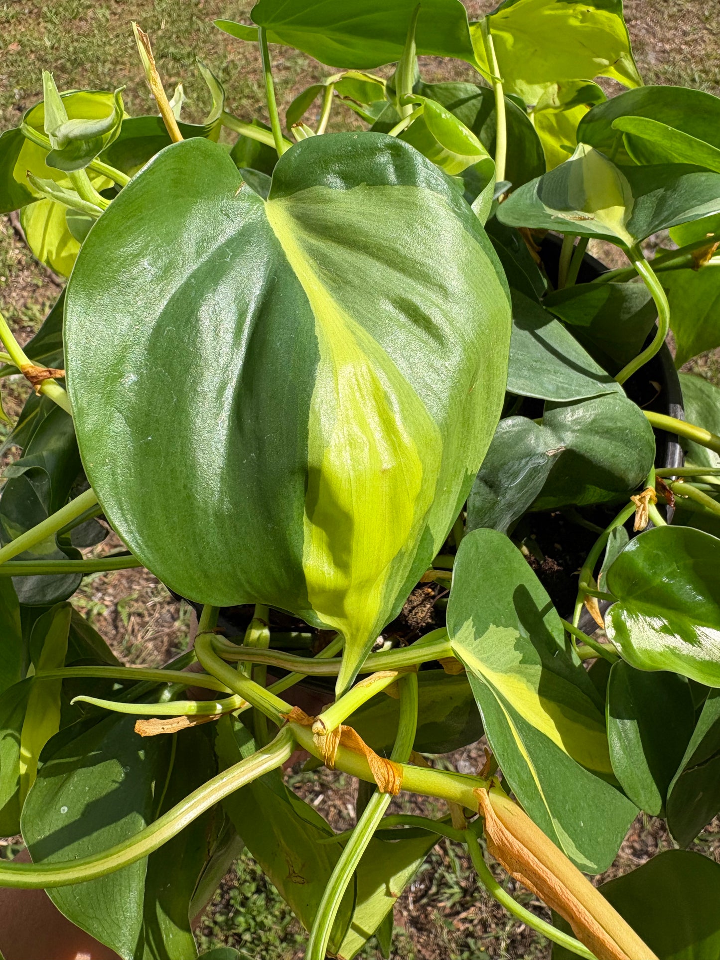 Philodendron Brasil: Nature's Splash of Green and Gold (Starter)