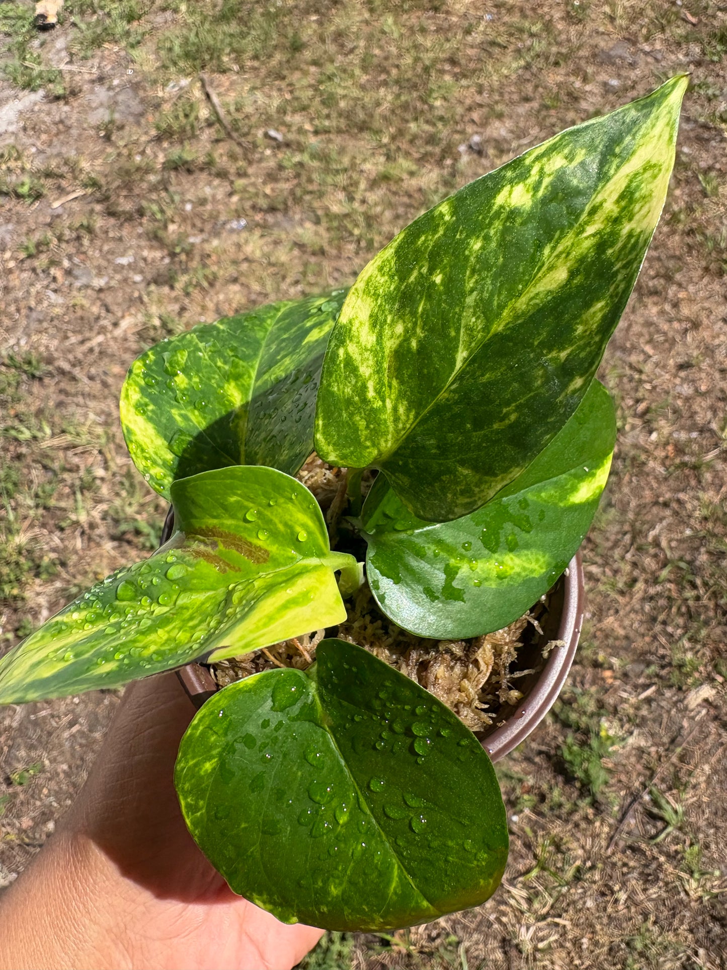 Golden Pothos (Epipremnum aureum): 3" starter plant
