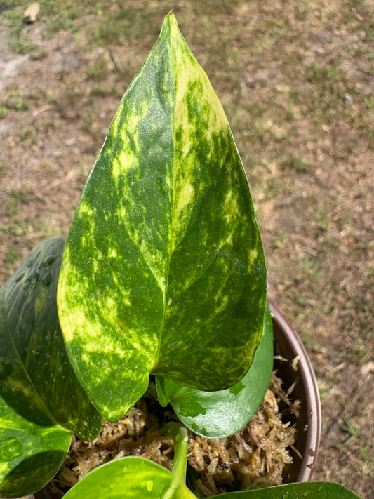 Golden Pothos (Epipremnum aureum): 3" starter plant