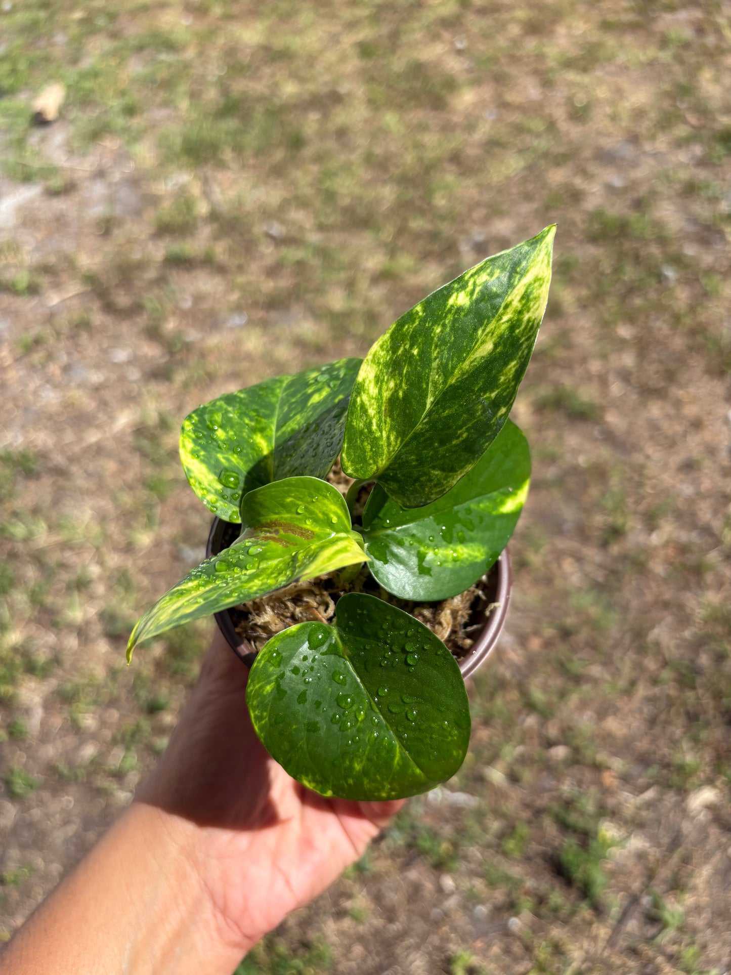 Golden Pothos (Epipremnum aureum): 3" starter plant