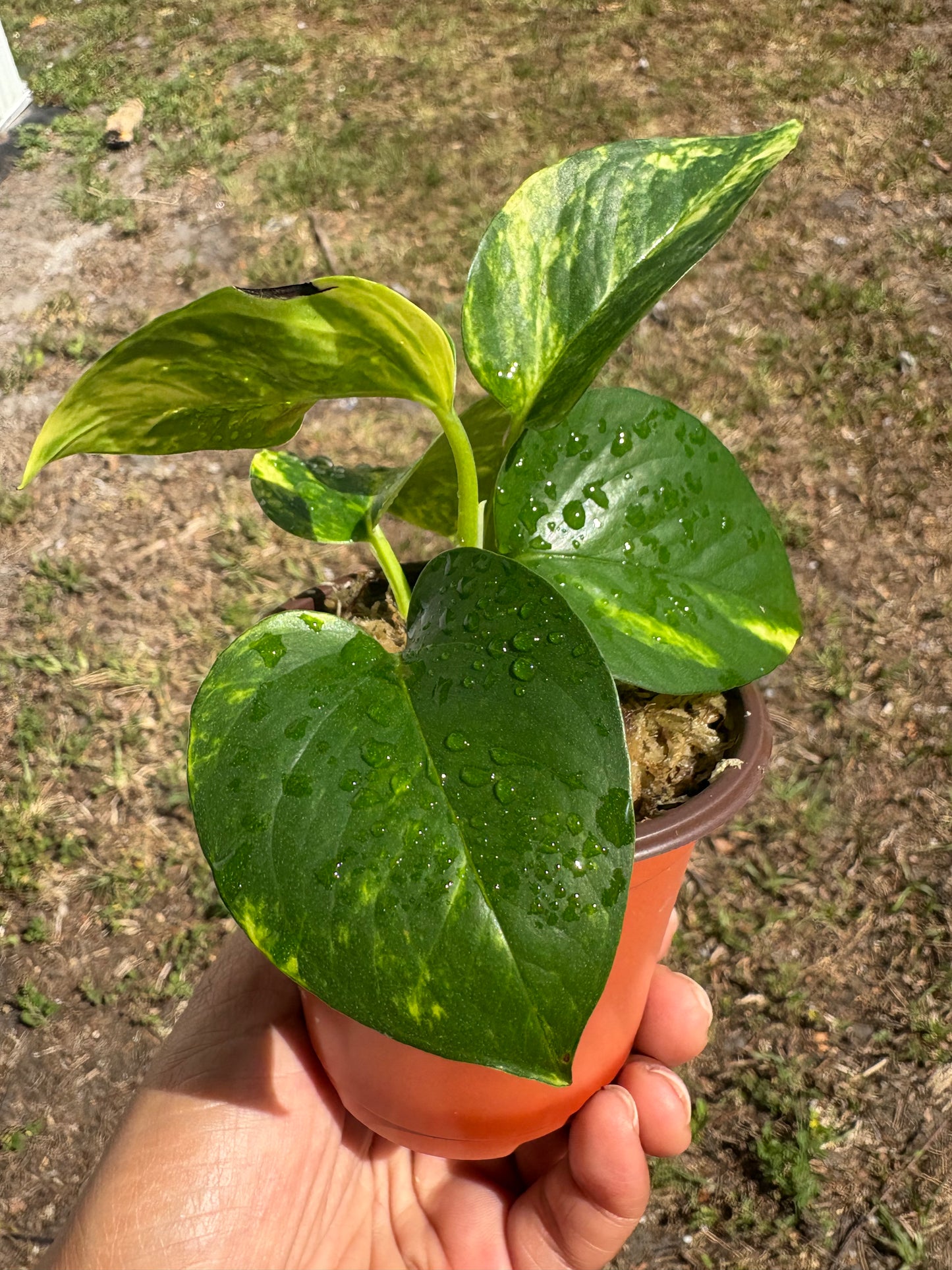 Golden Pothos (Epipremnum aureum): 3" starter plant