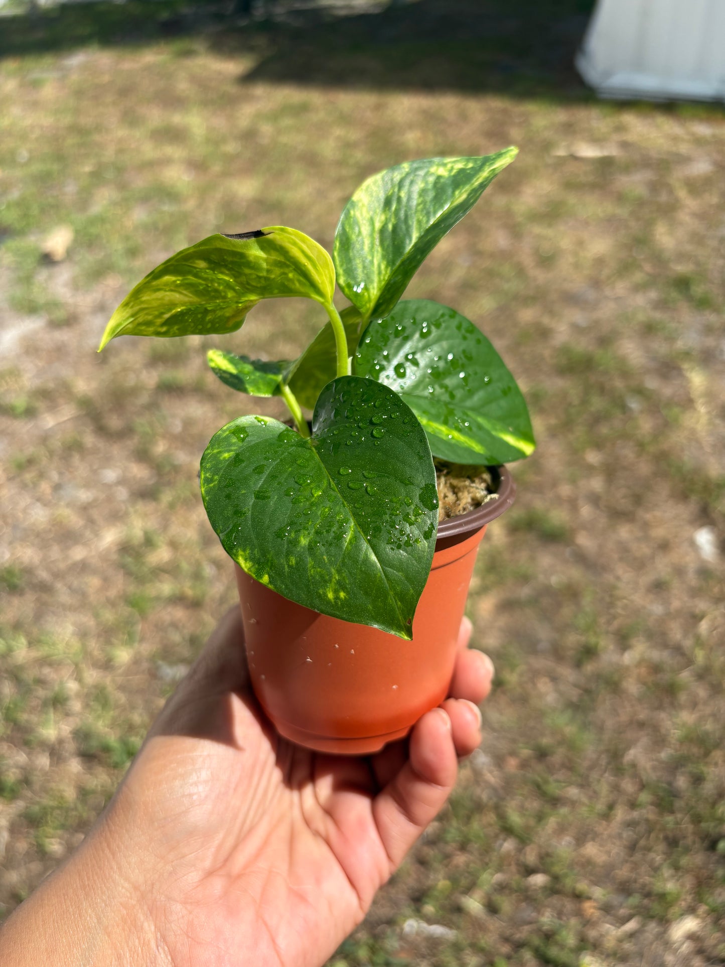 Golden Pothos (Epipremnum aureum): 3" starter plant